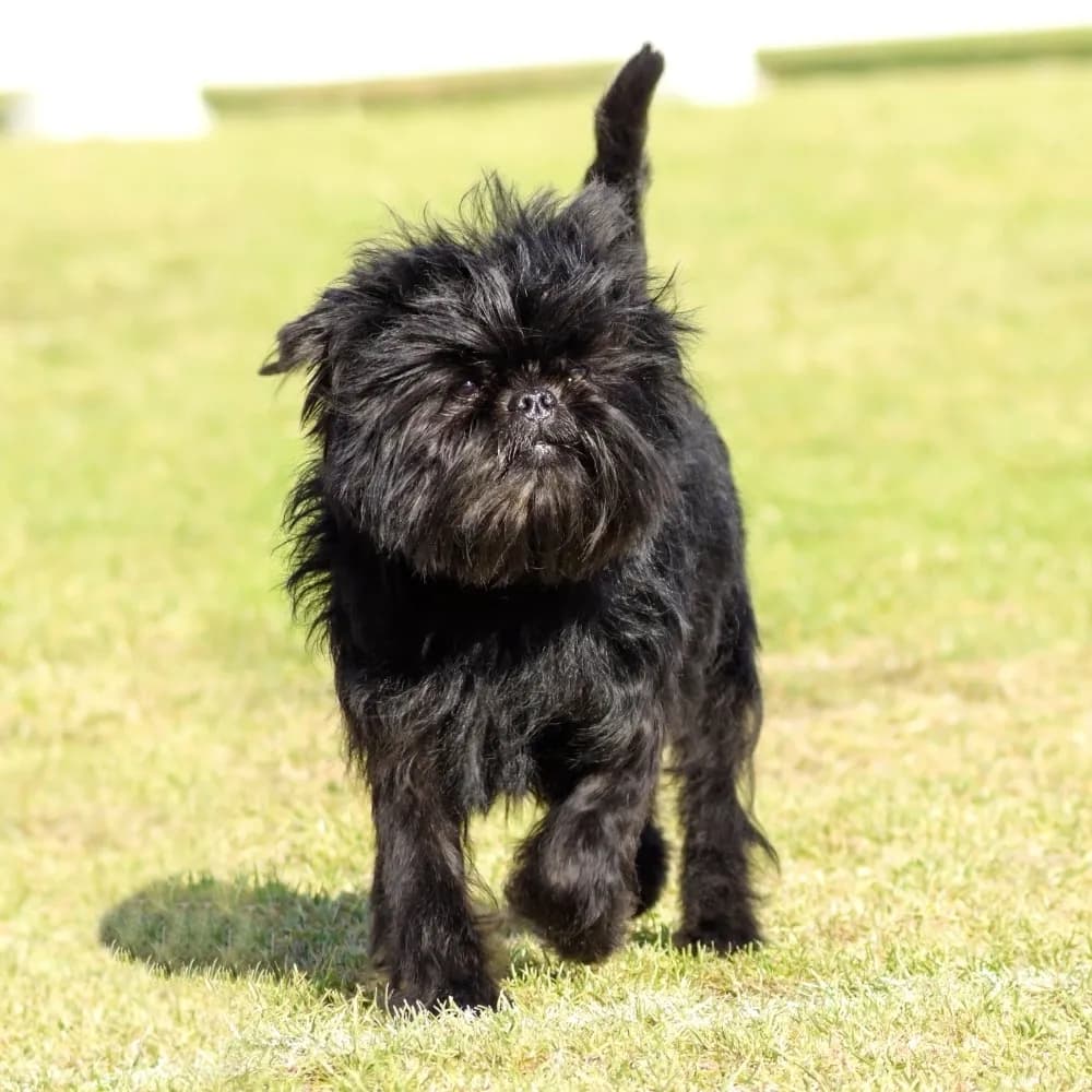 Affenpinscher — registro 01