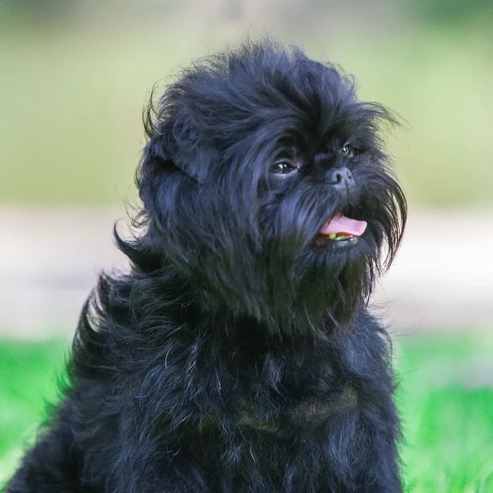 Affenpinscher — registro 02