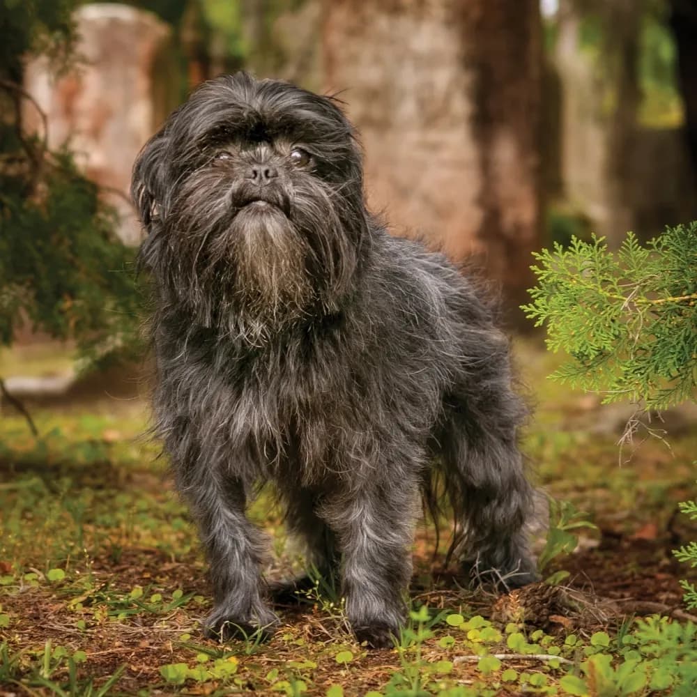 Affenpinscher — registro 03