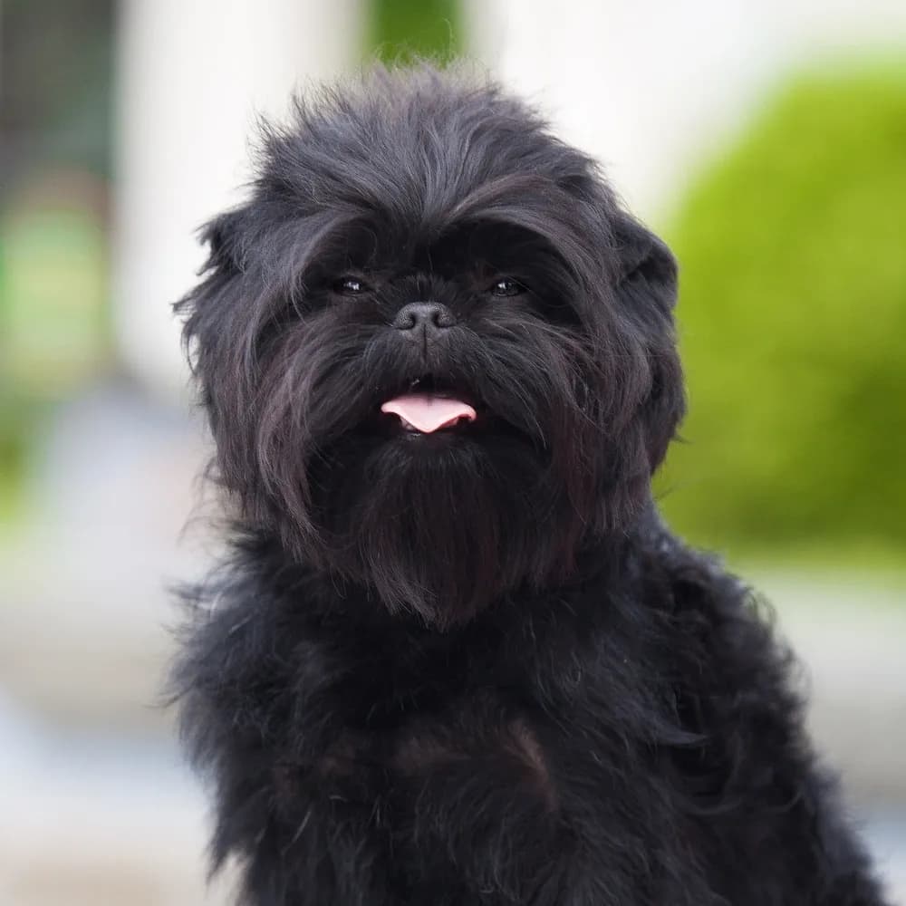 Affenpinscher — registro 04