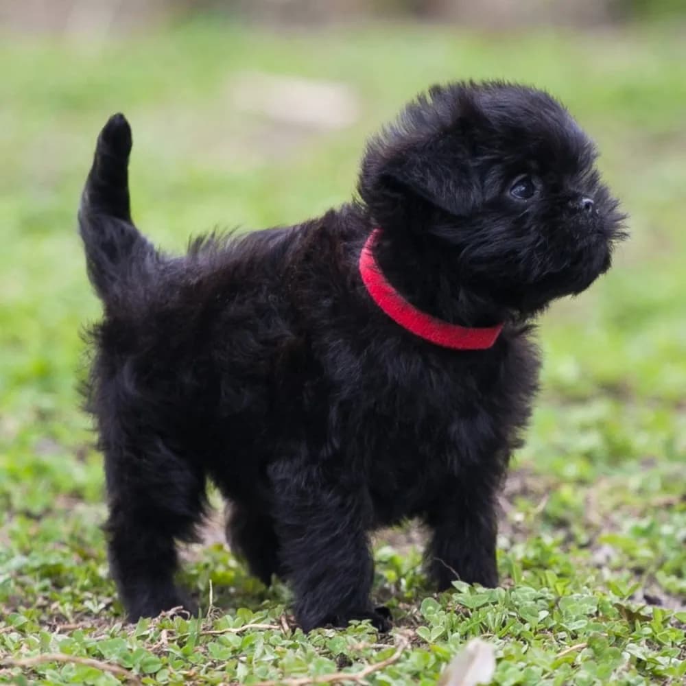 Affenpinscher — filhote