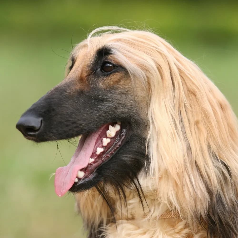 Afghan Hound — registro 01