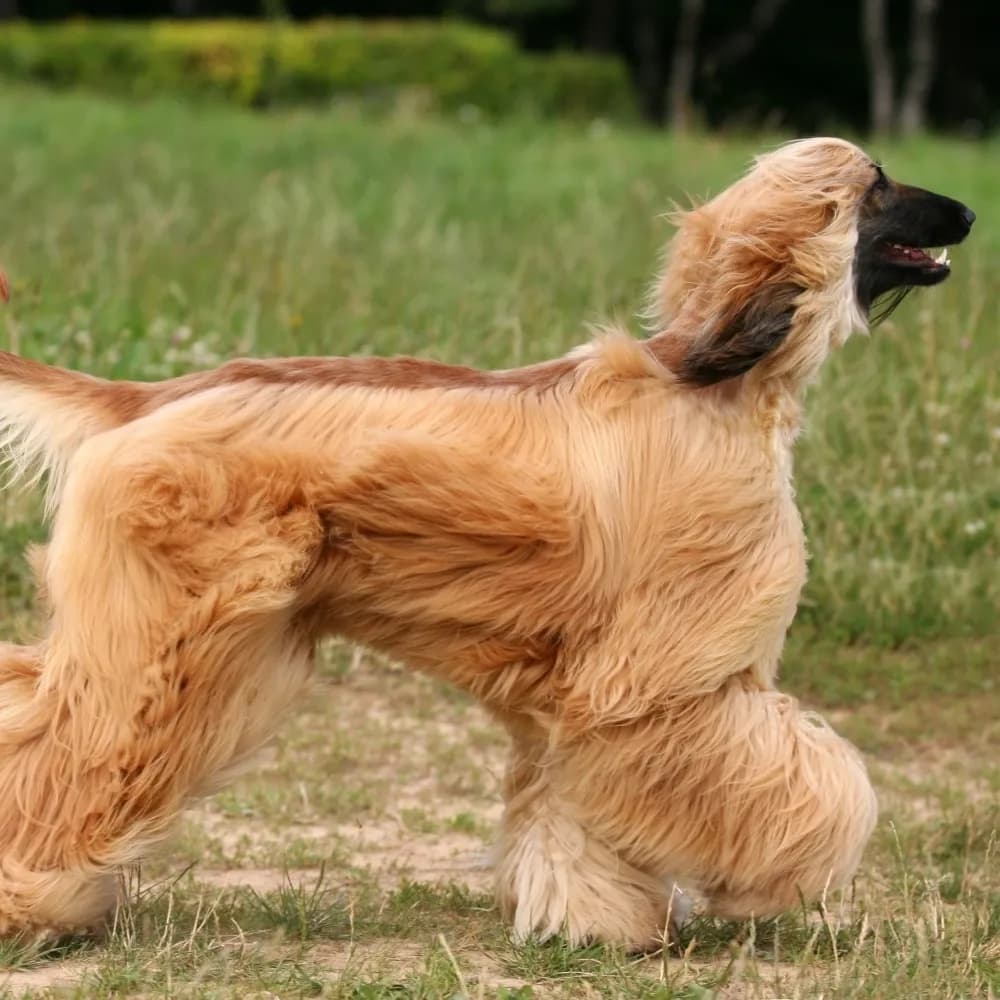 Afghan Hound — registro 02
