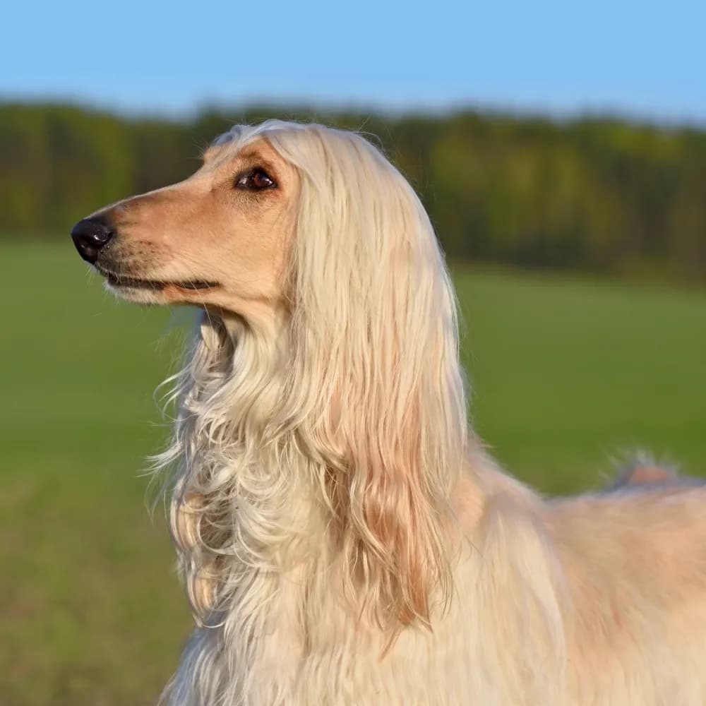 Afghan Hound — registro 03