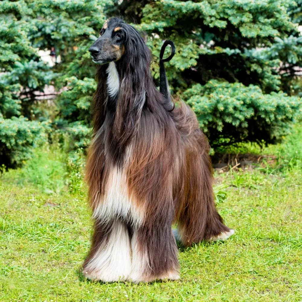 Afghan Hound — registro 04