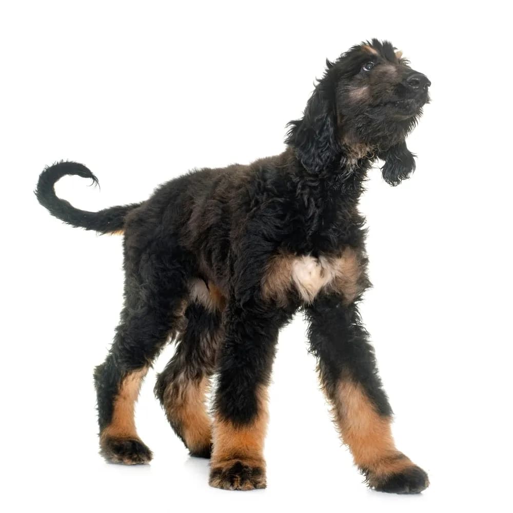 Afghan Hound — filhote