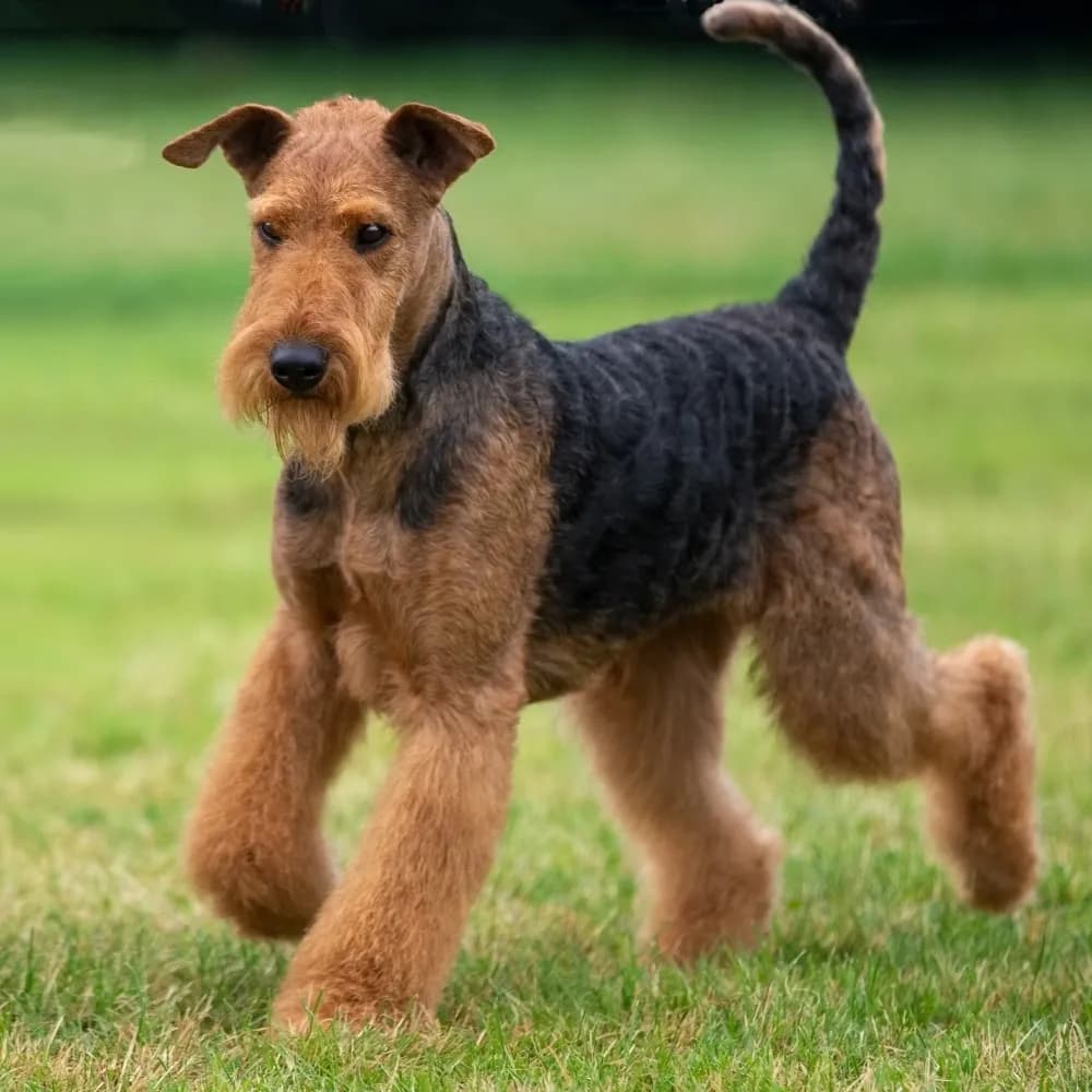 Airedale Terrier — registro 01