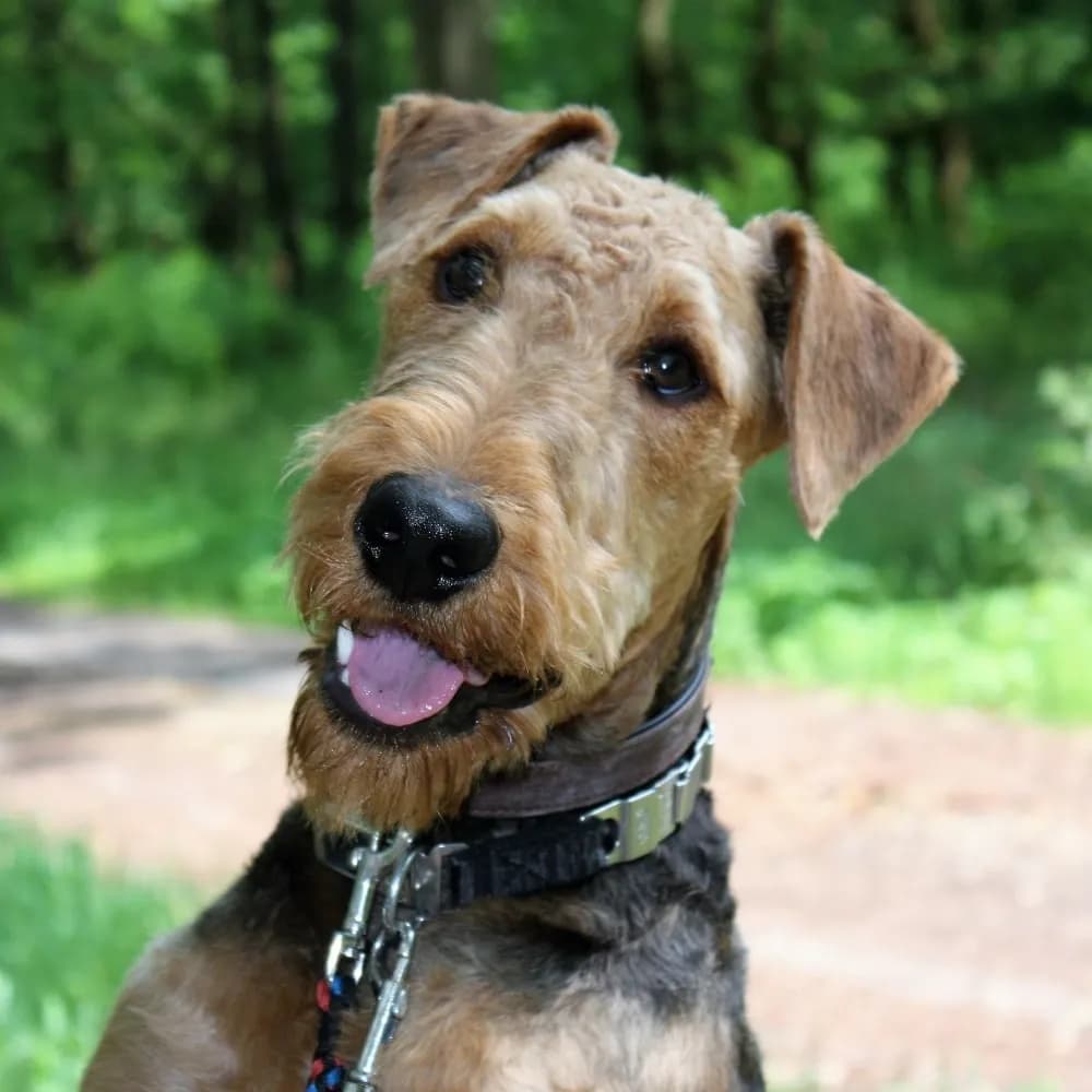 Airedale Terrier — registro 02