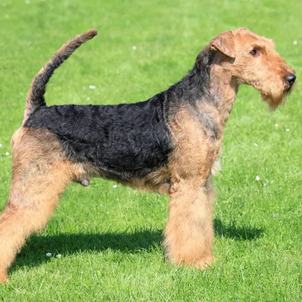 Airedale Terrier — registro 03