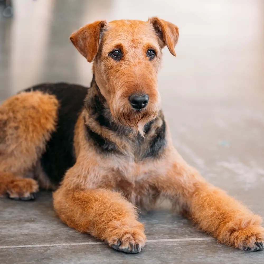 Airedale Terrier — registro 04