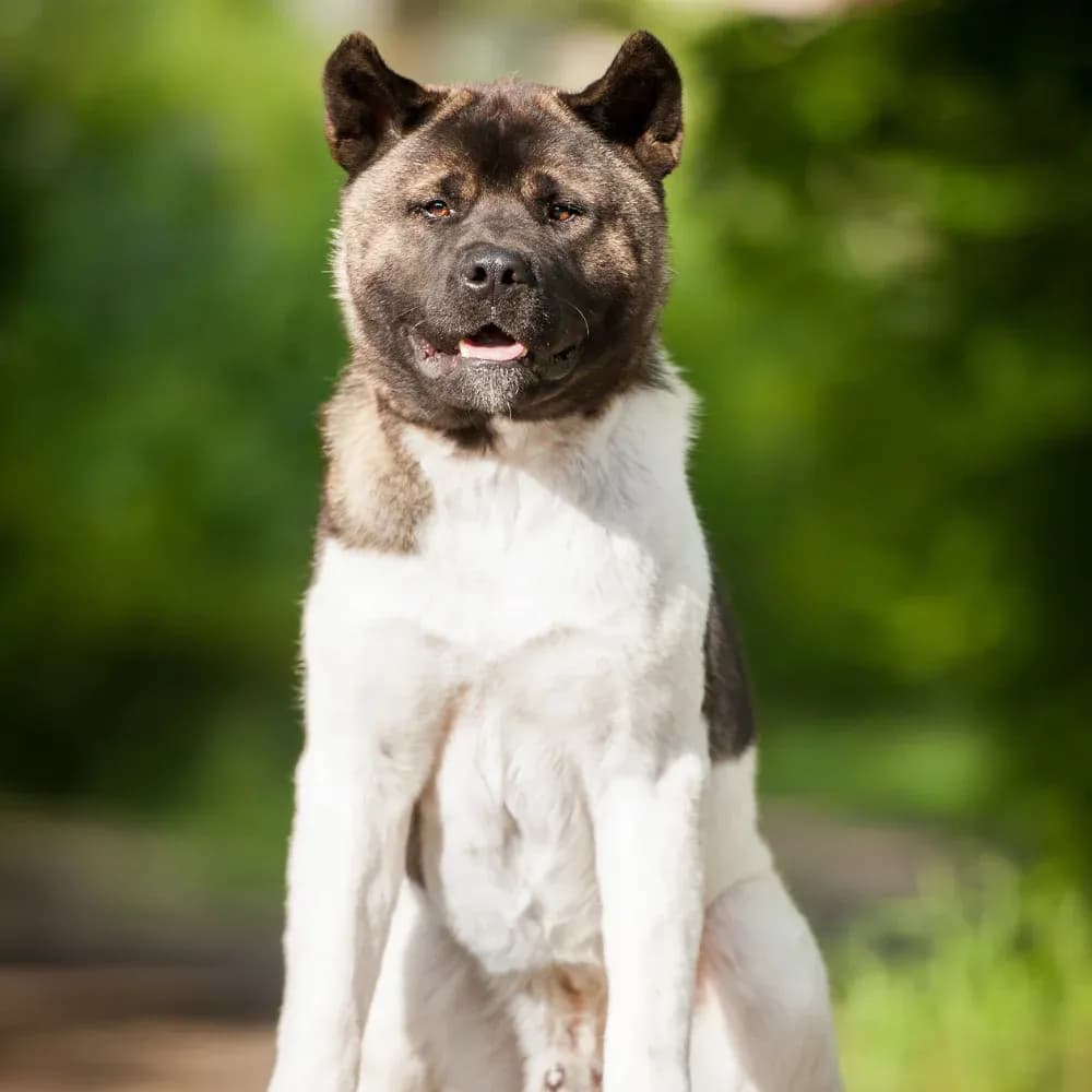 Akita Americano — registro 02