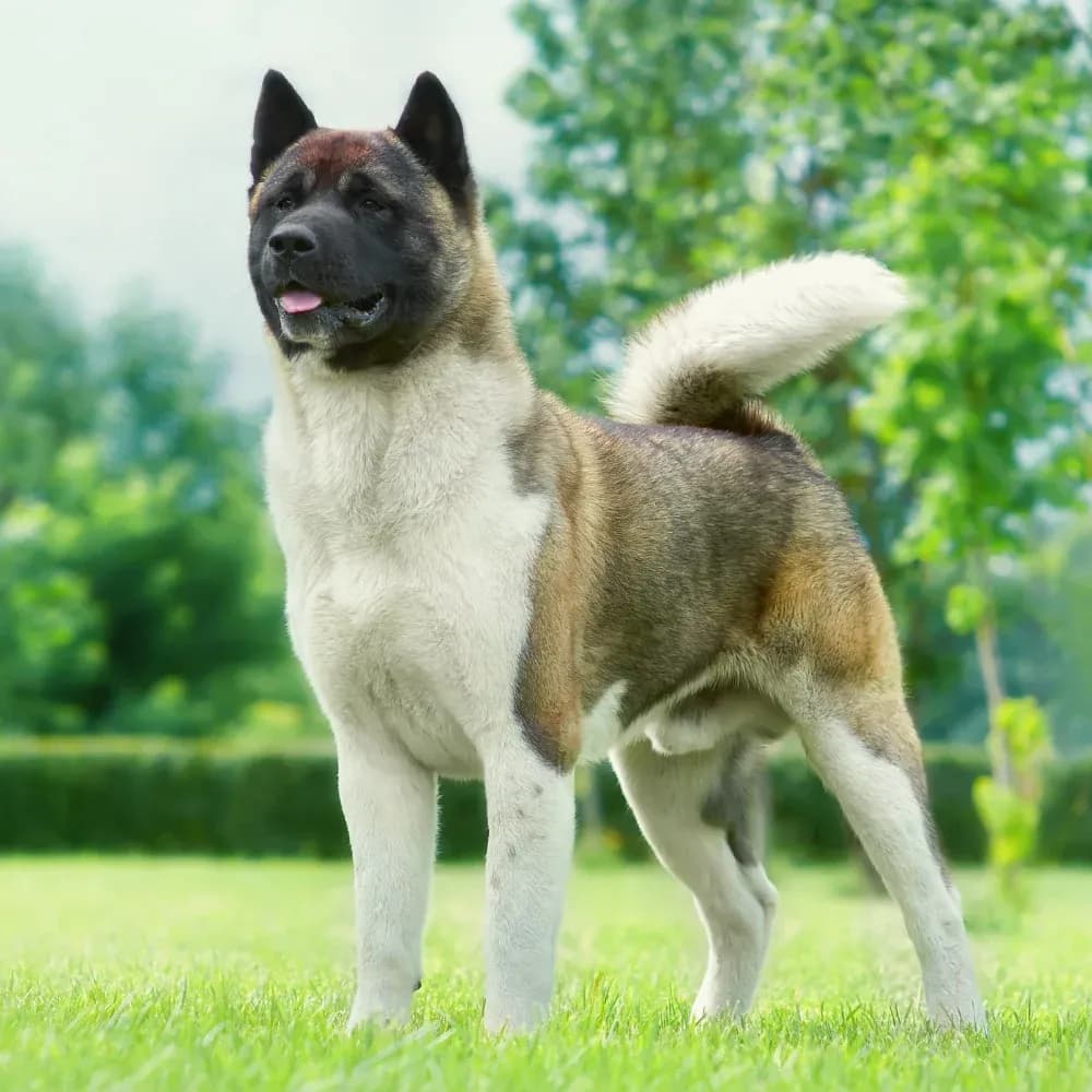 Akita Americano — registro 03