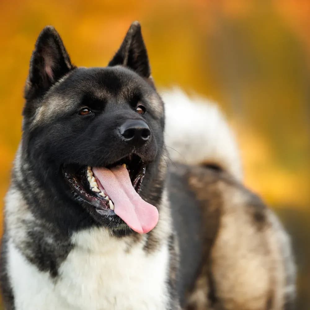 Akita Americano — registro 04