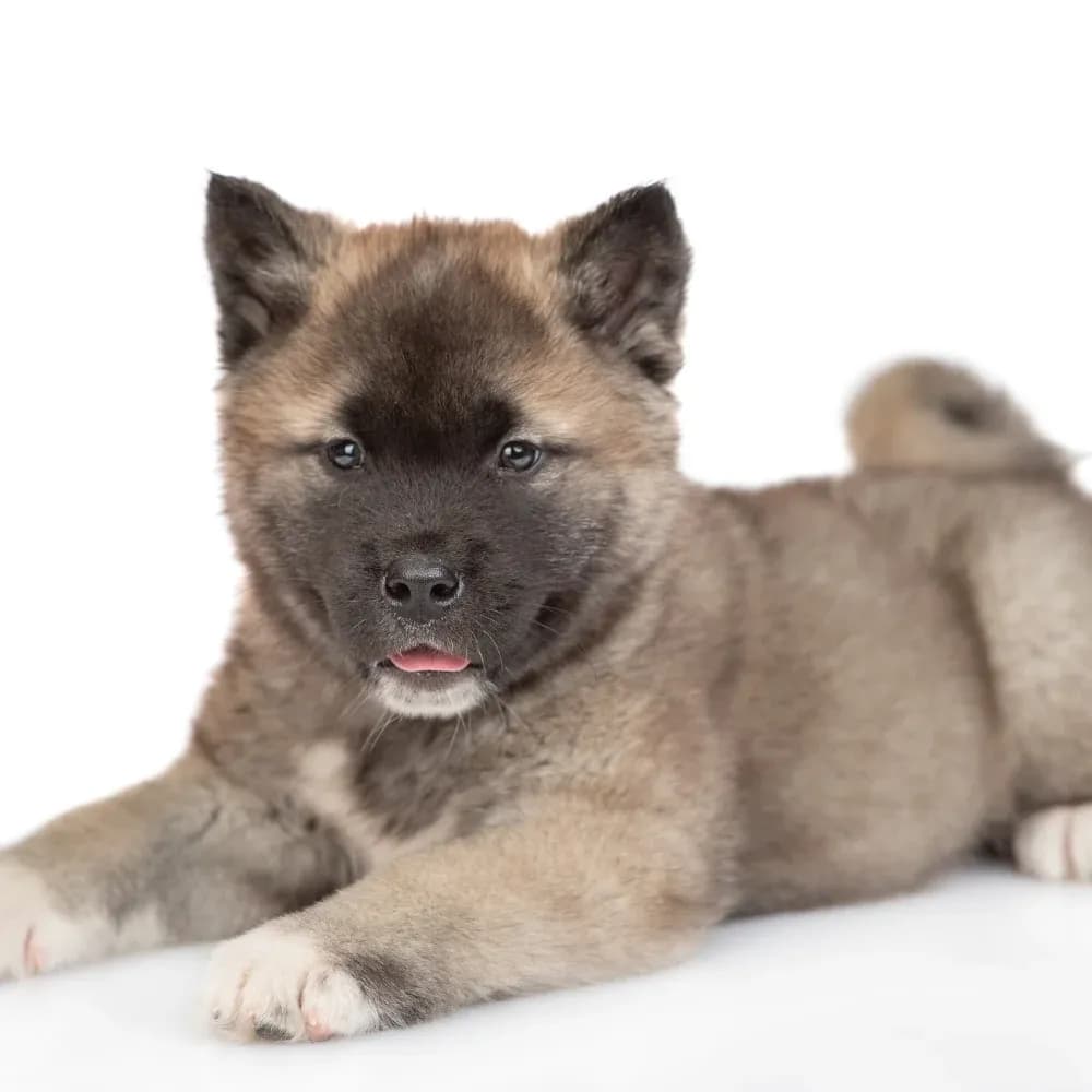 Akita Americano — filhote