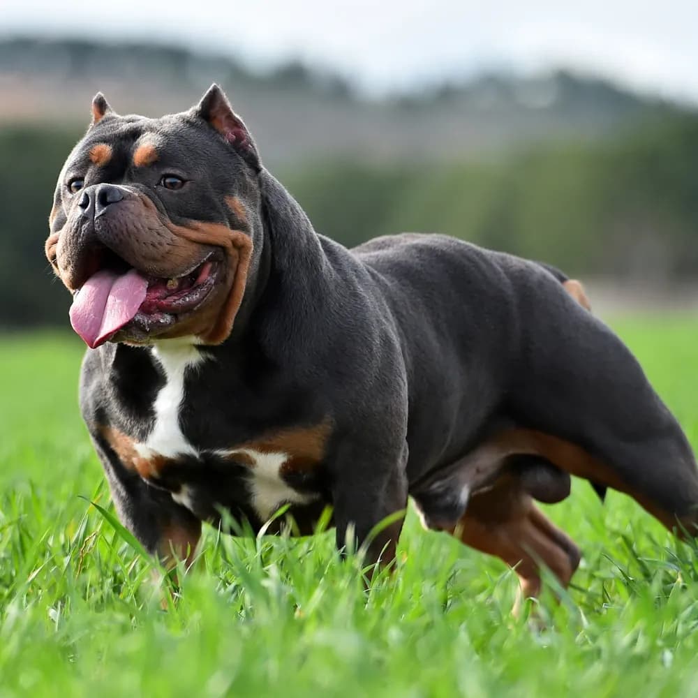 American Bully — registro 01