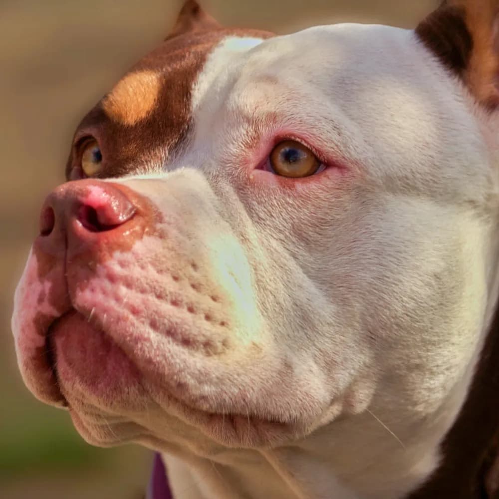 American Bully — registro 02