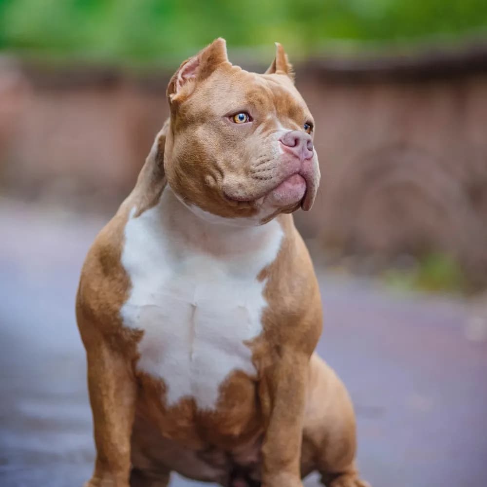American Bully — registro 03
