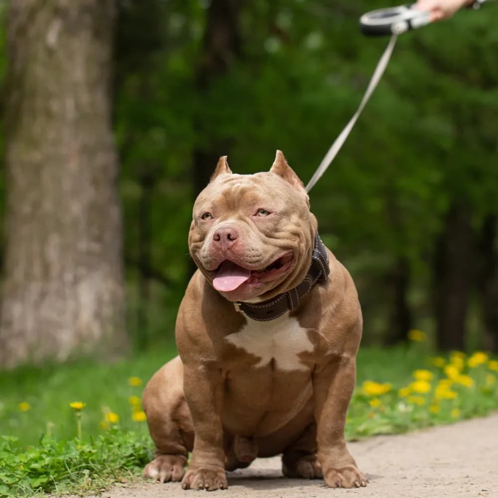 American Bully — registro 04