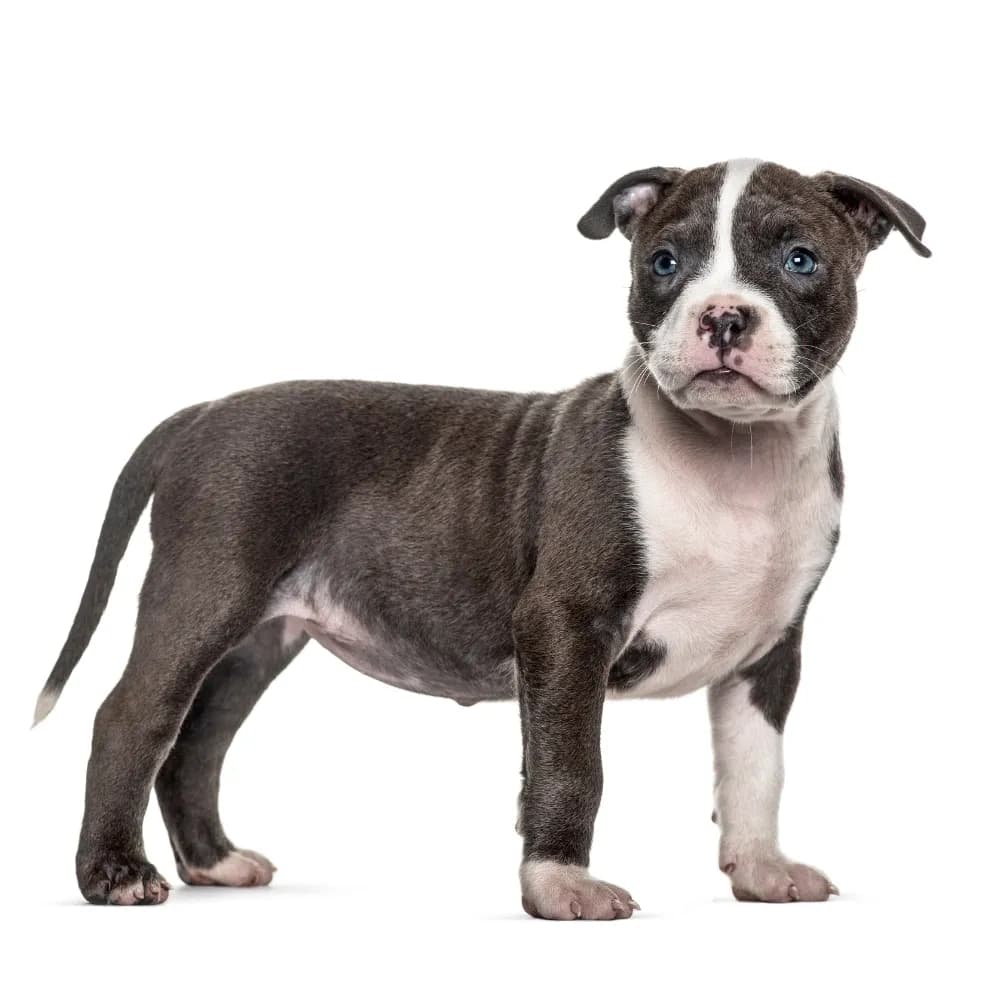 American Bully — filhote