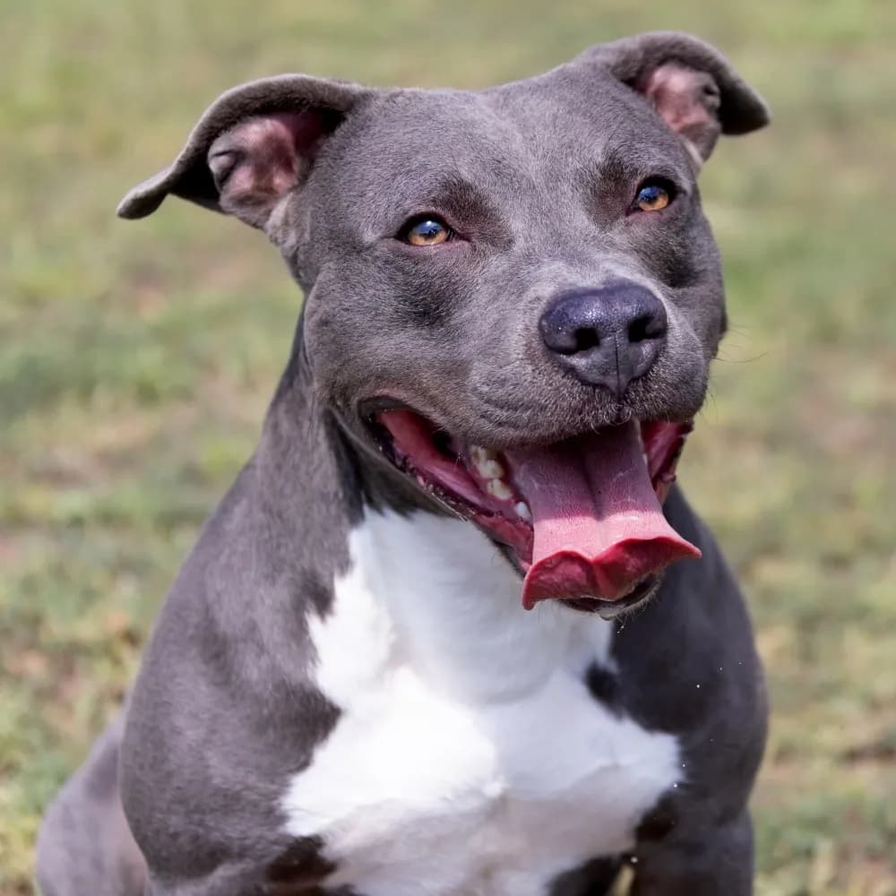 American Staffordshire Terrier — registro 01