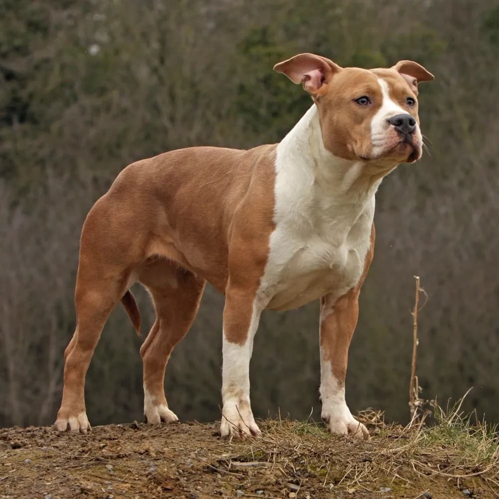 American Staffordshire Terrier — registro 02