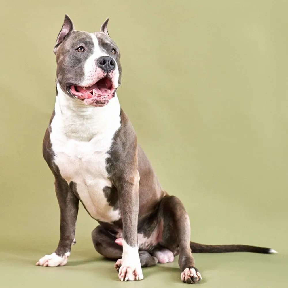 American Staffordshire Terrier — registro 03