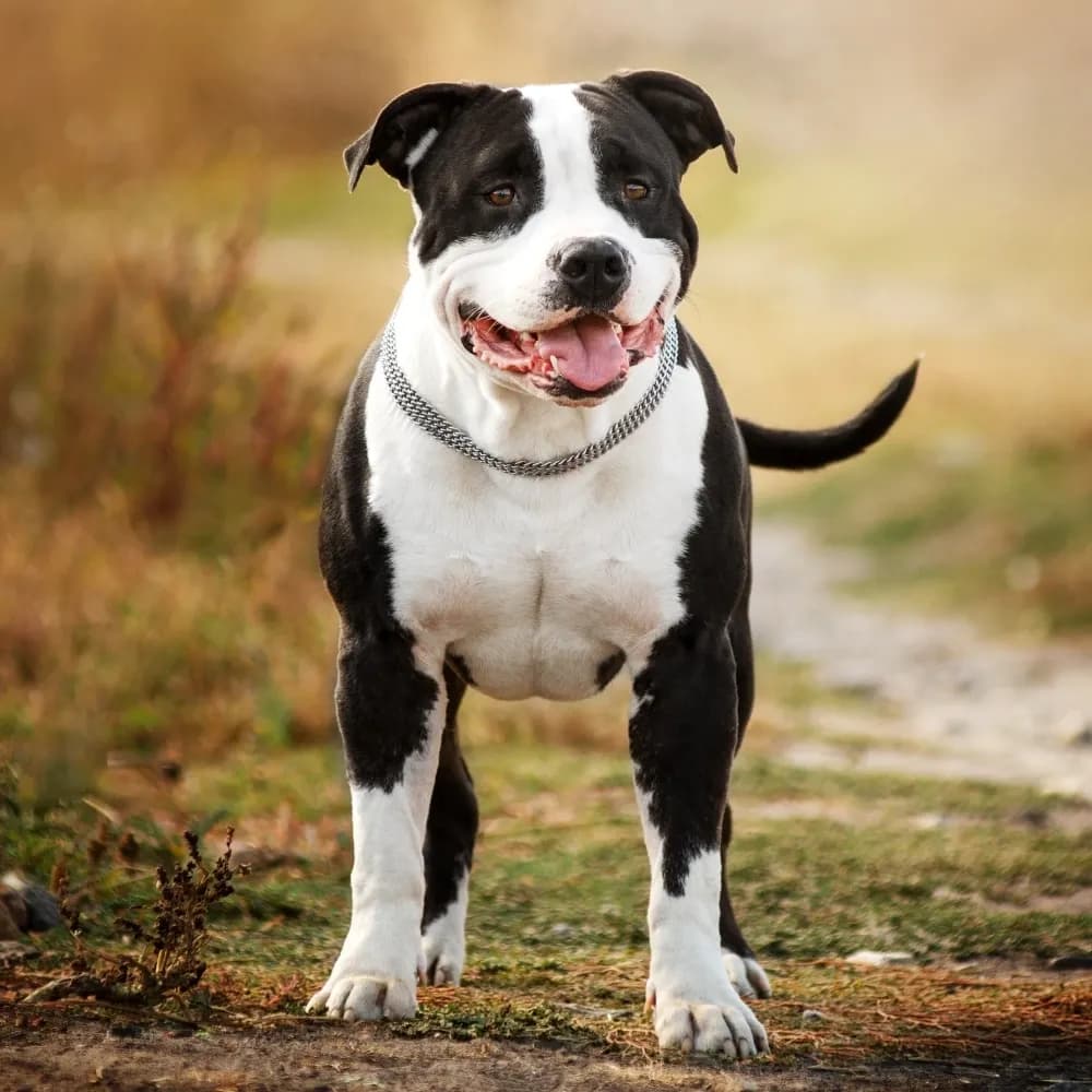 American Staffordshire Terrier — registro 04