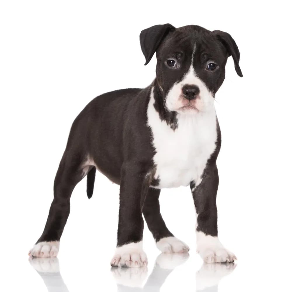 American Staffordshire Terrier — filhote