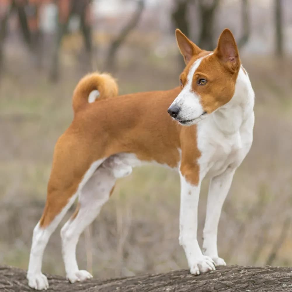 Basenji — registro 01