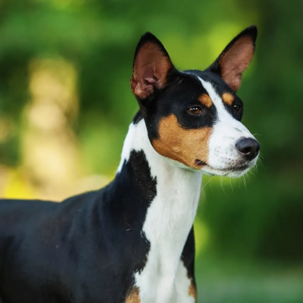 Basenji — registro 02