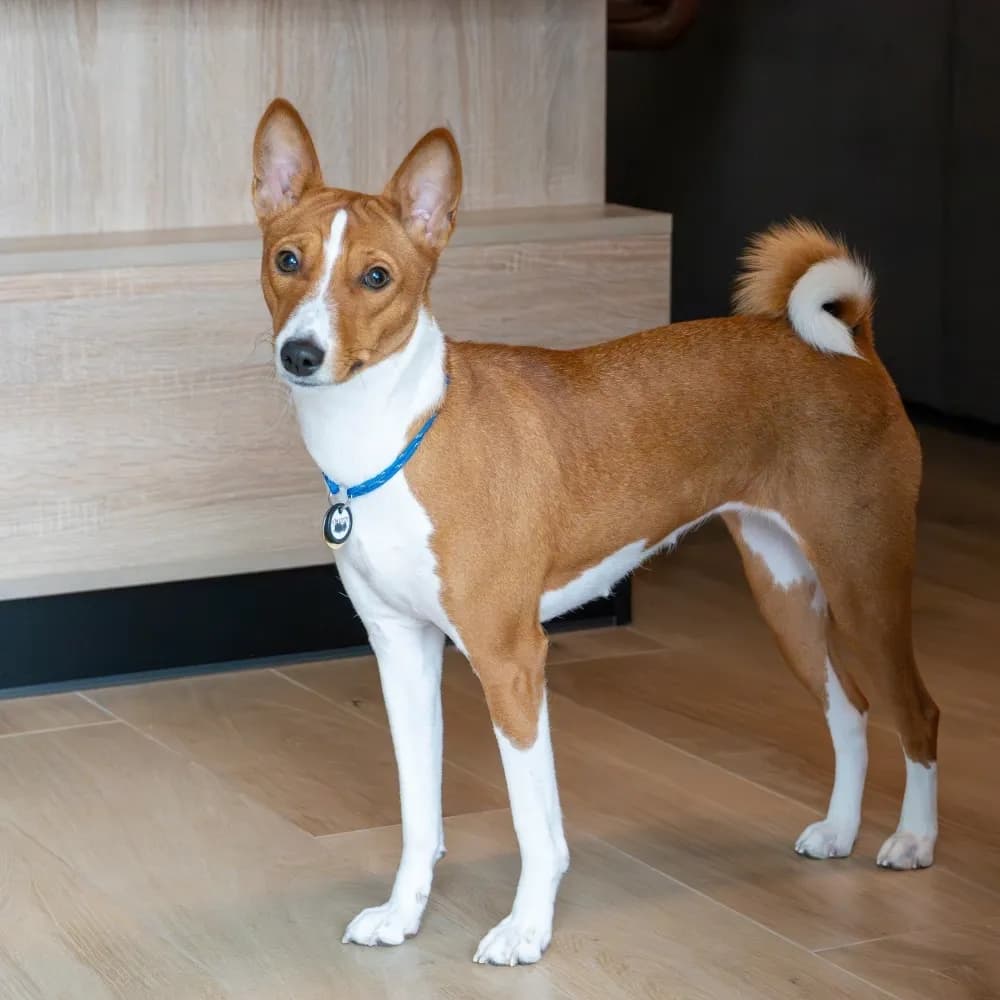 Basenji — registro 03