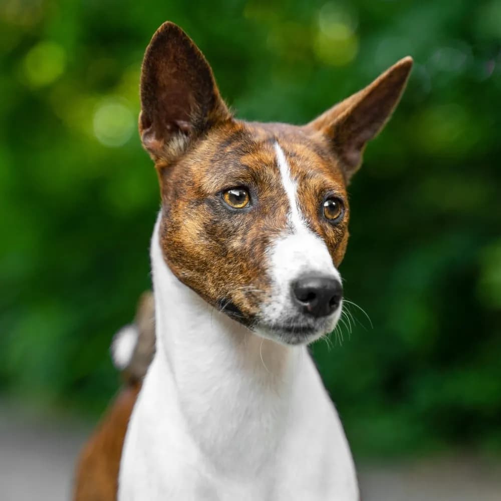 Basenji — registro 04