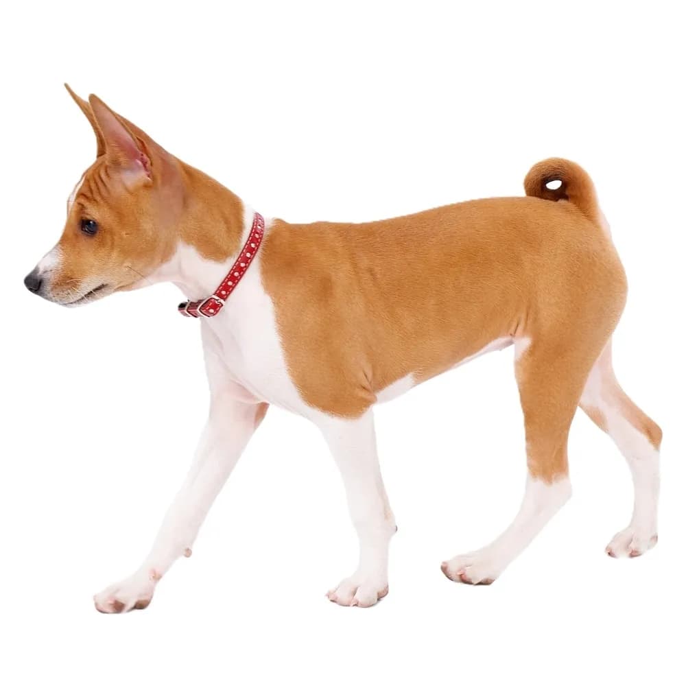 Basenji — filhote