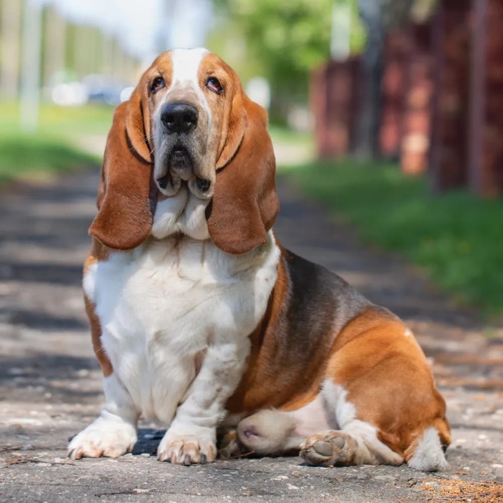 Basset Hound — registro 01