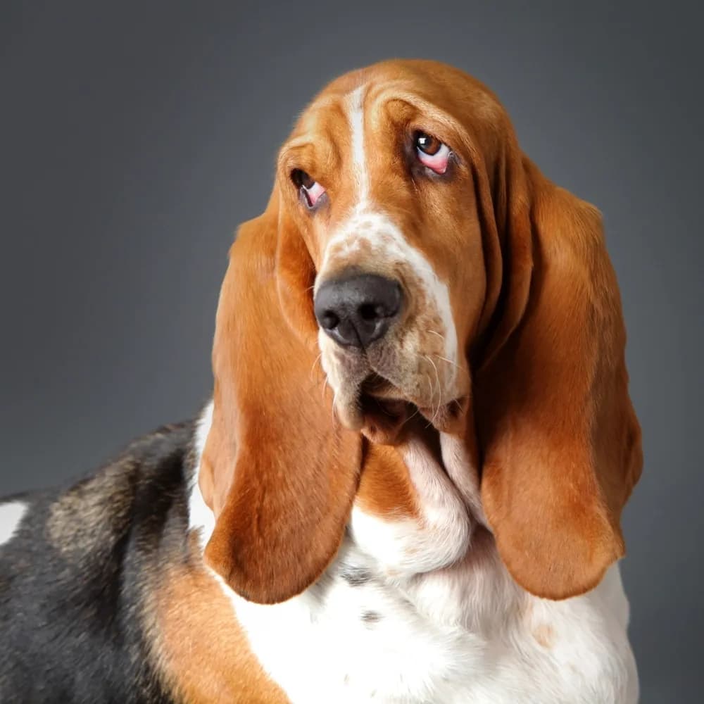 Basset Hound — registro 02
