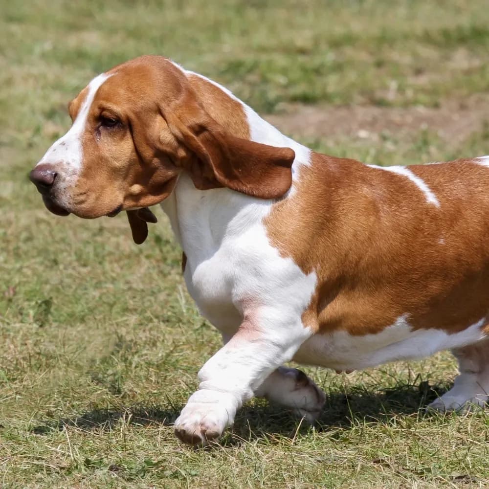 Basset Hound — registro 03
