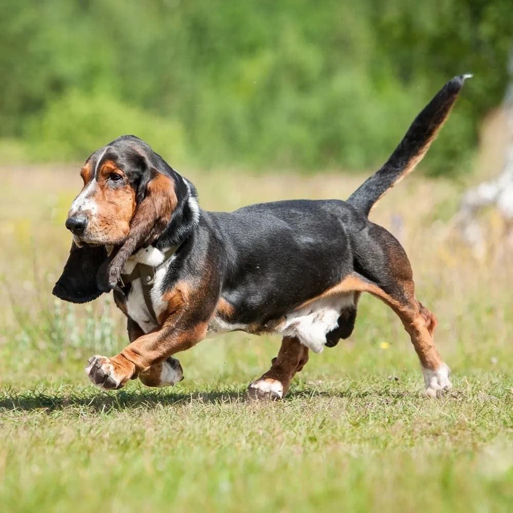Basset Hound — registro 04