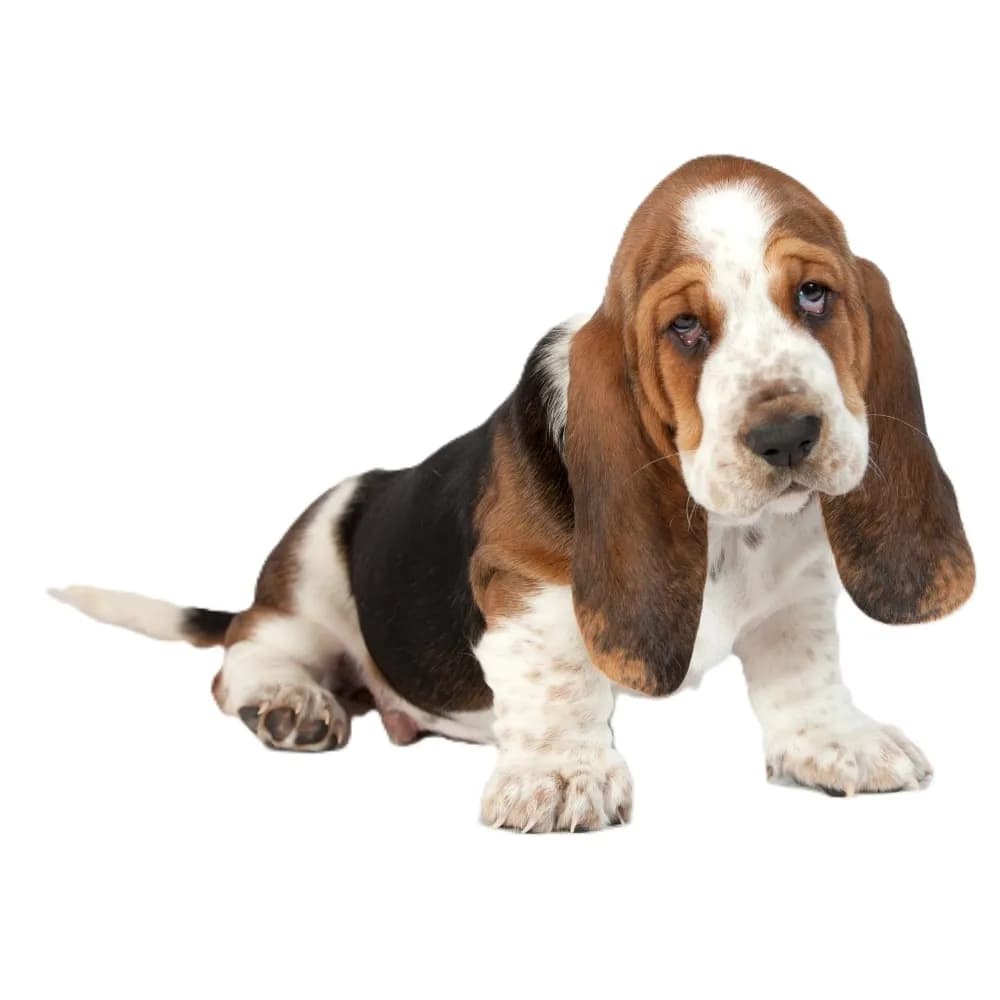 Basset Hound — filhote