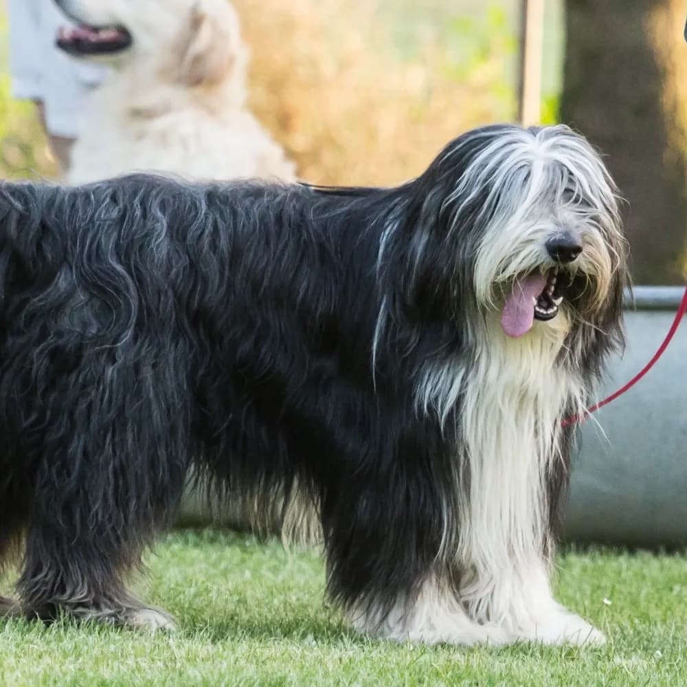 Bearded Collie — registro 01