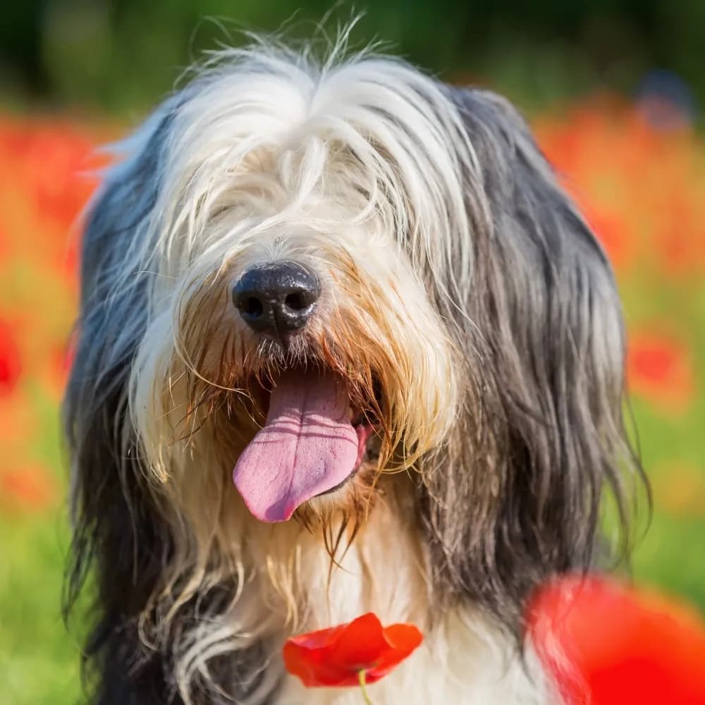 Bearded Collie — registro 02