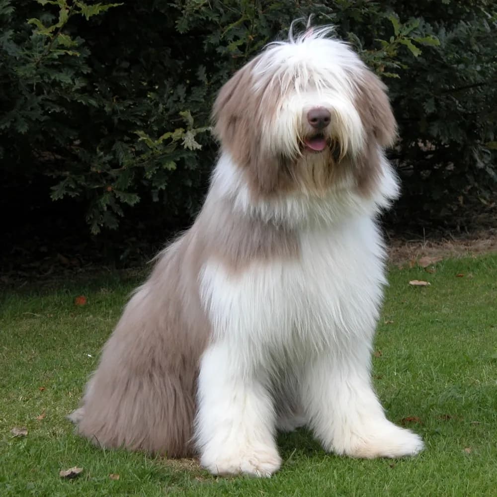 Bearded Collie — registro 03