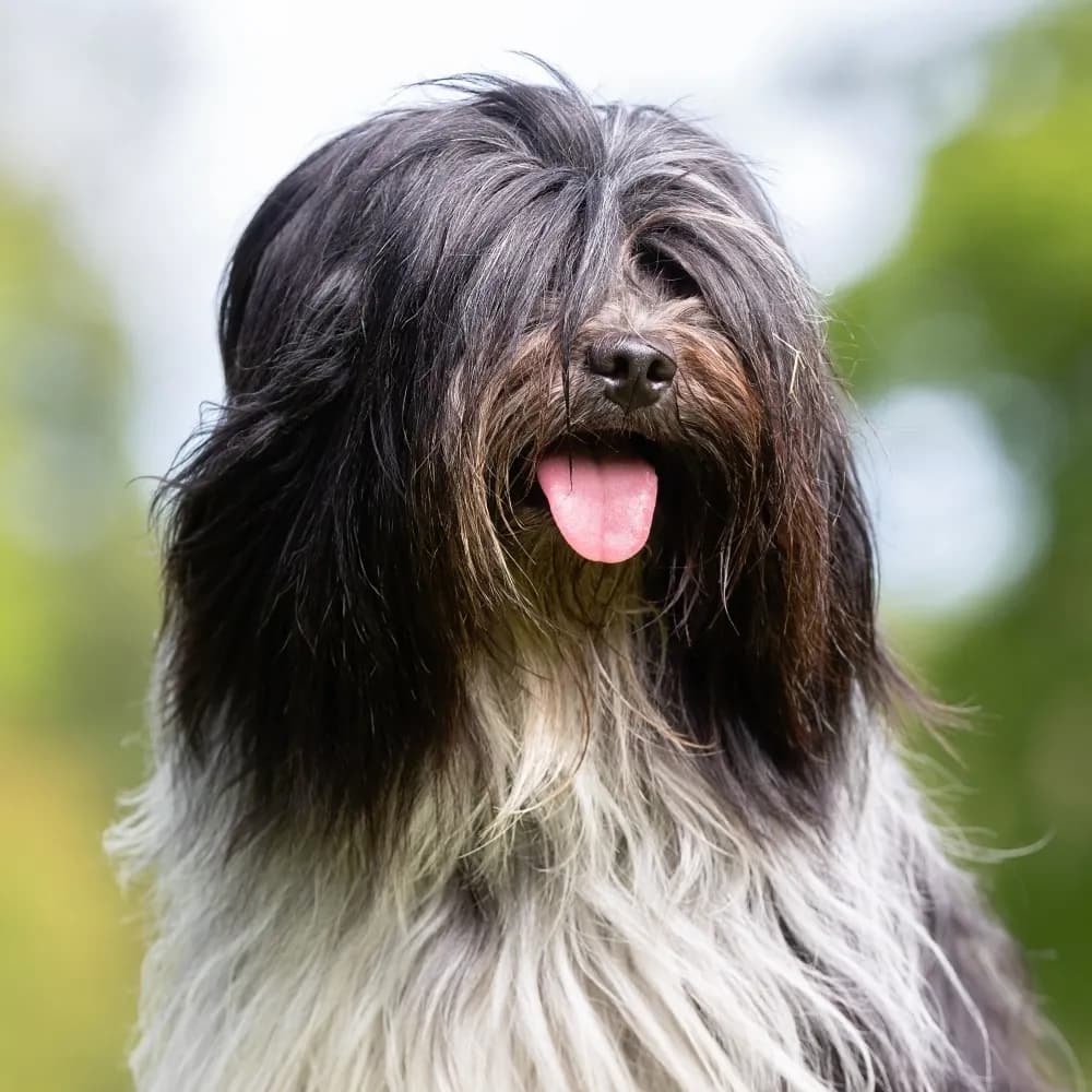Bearded Collie — registro 04