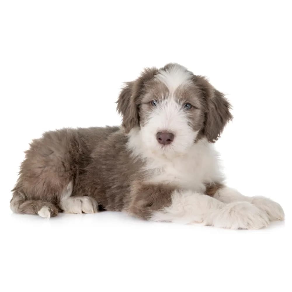 Bearded Collie — filhote