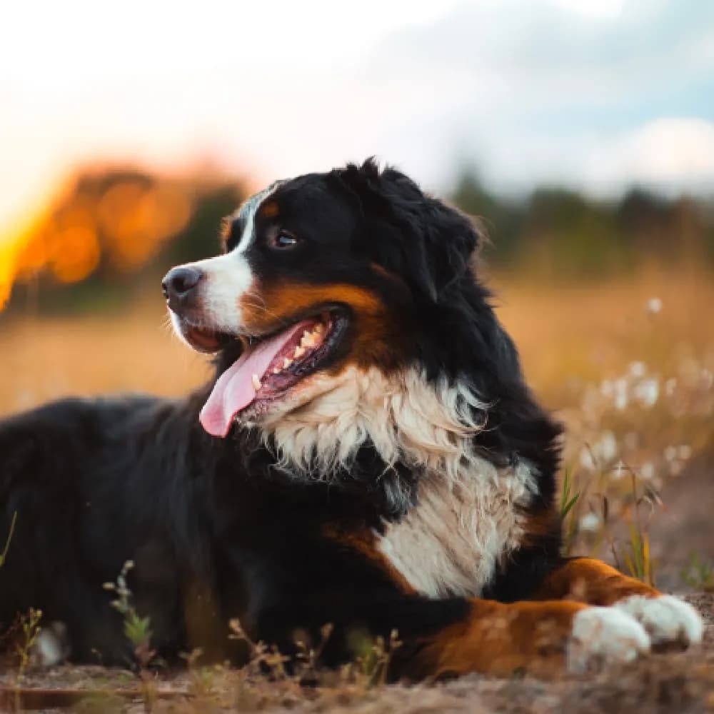 Bernese — registro 01