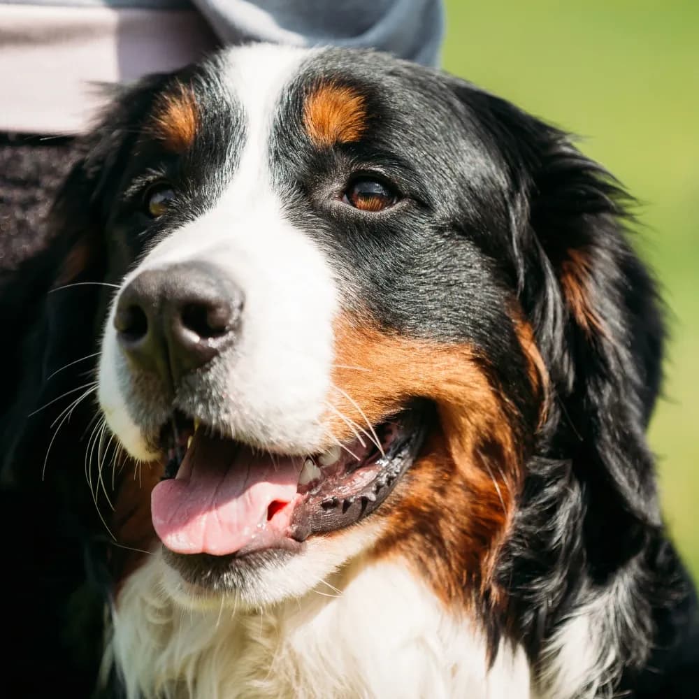 Bernese — registro 02