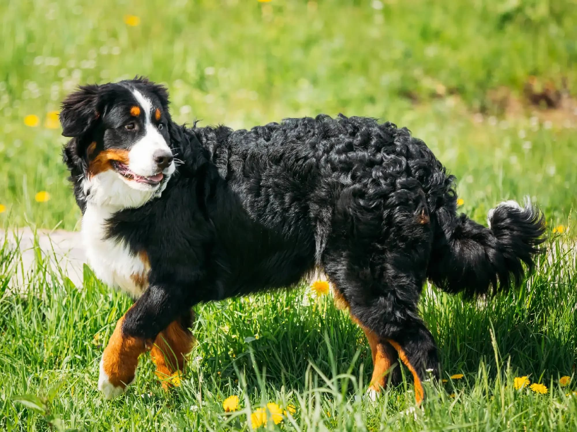 Bernese — registro 03
