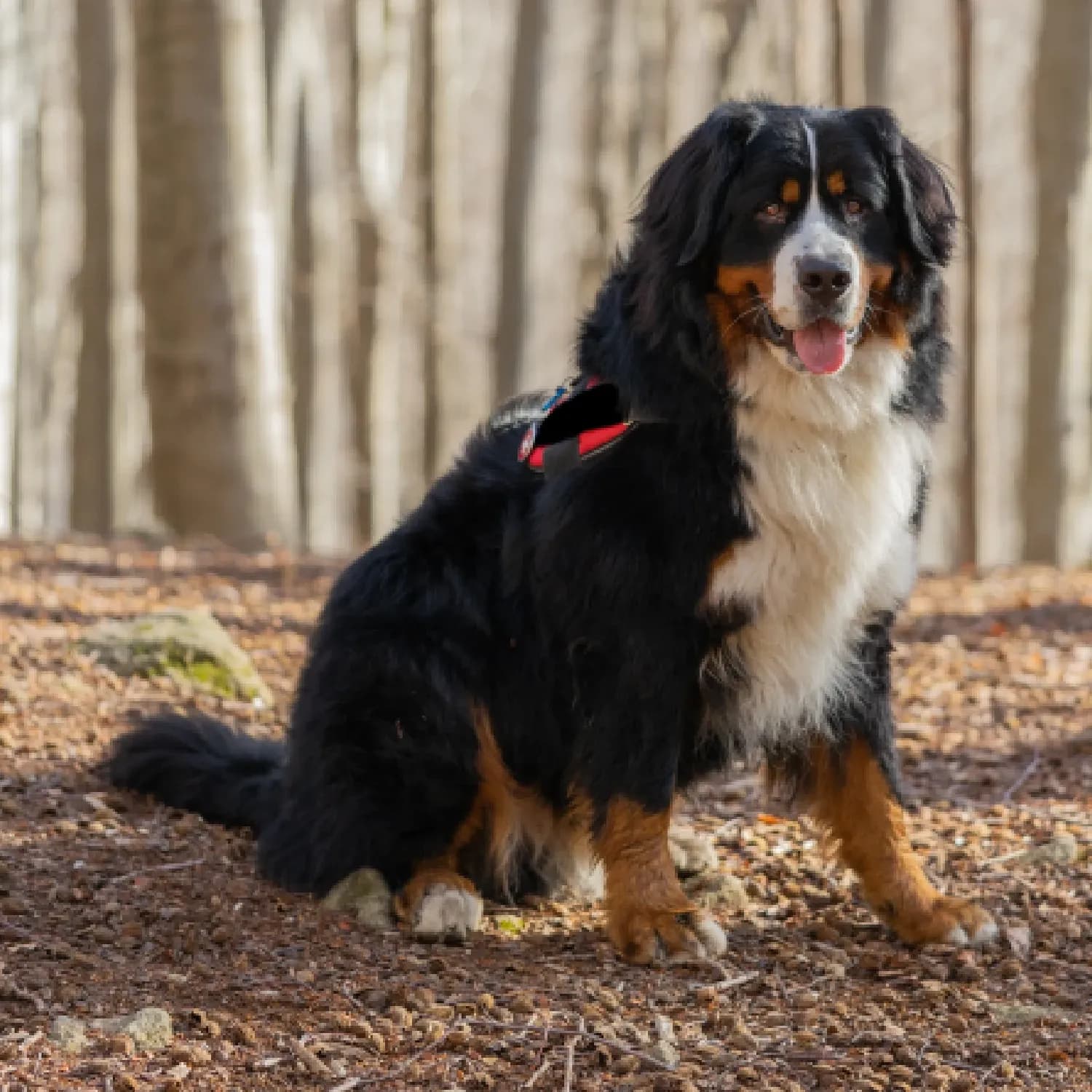 Bernese — registro 04
