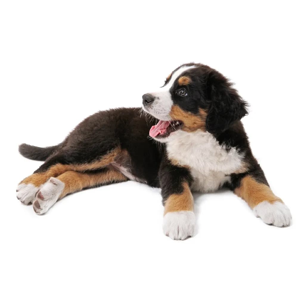 Bernese — filhote