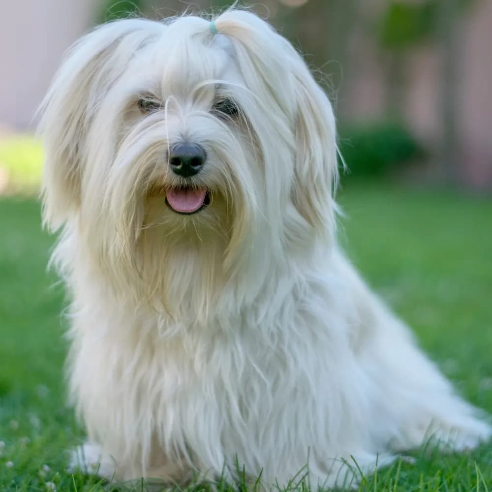 Bichon Havanês — registro 01