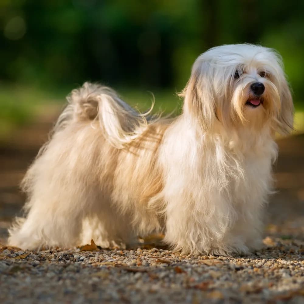 Bichon Havanês — registro 04